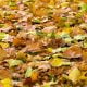 Autumn Leaves Sandhills Credit Union